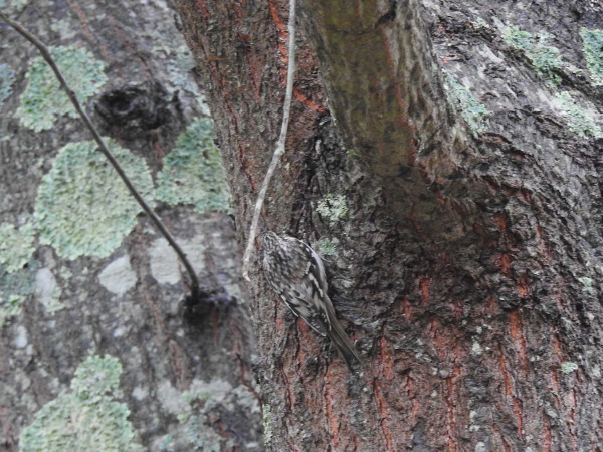 Brown Creeper - Vincent Glasser