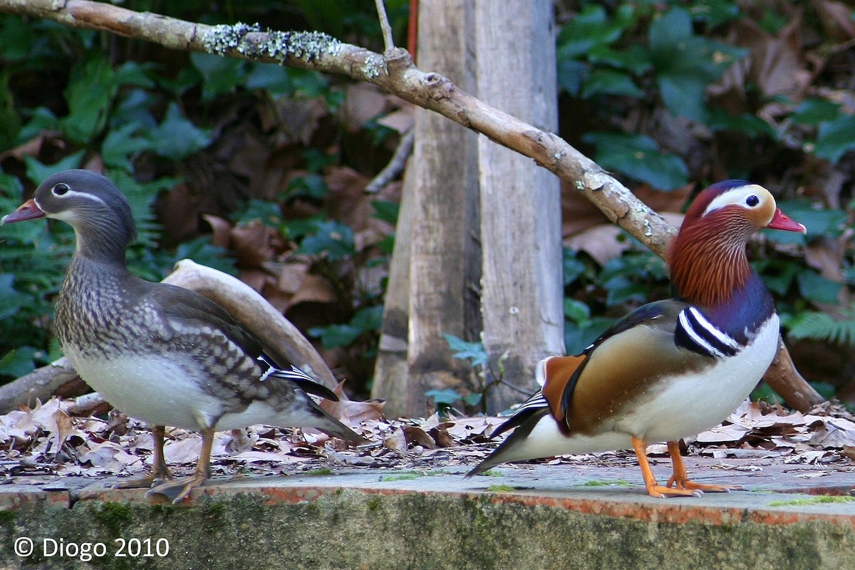 Mandarin Duck - ML383847421