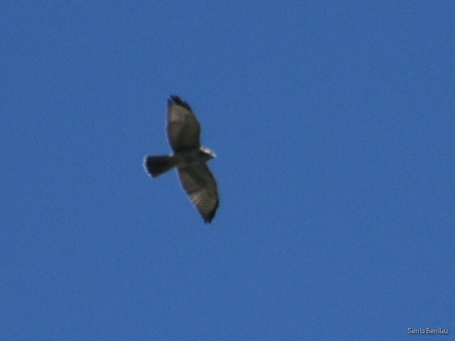 Broad-winged Hawk - ML383850321