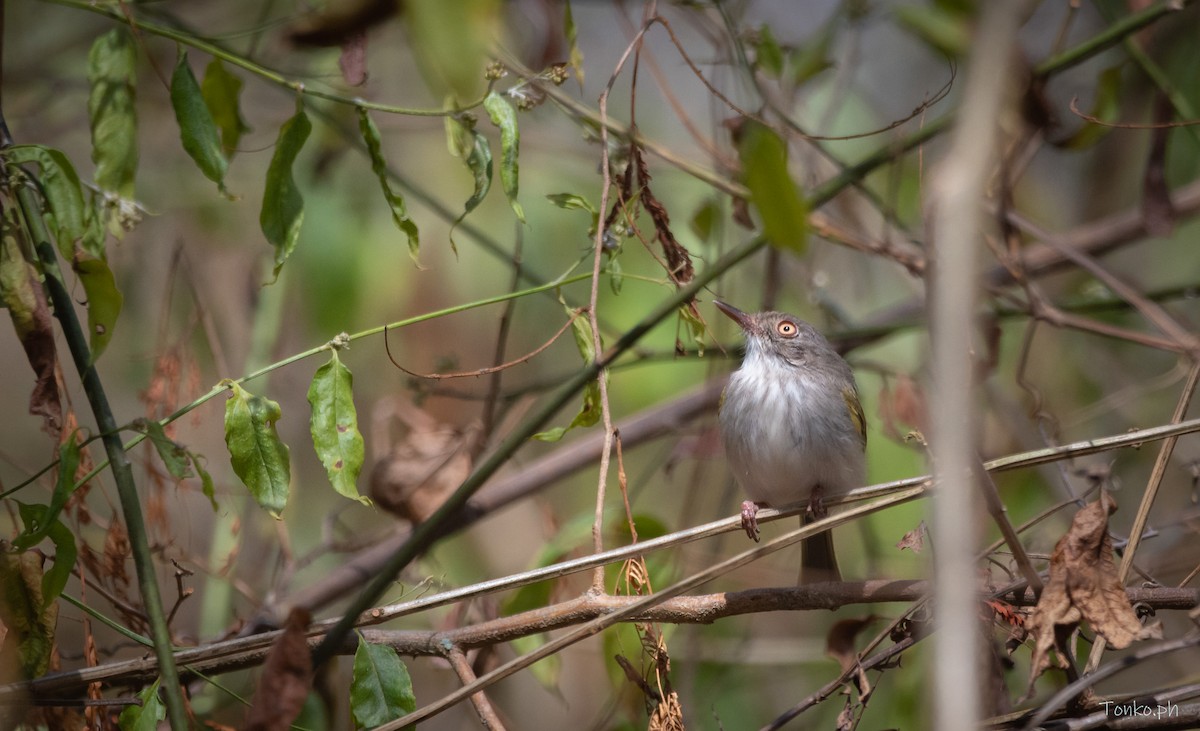 Pearly-vented Tody-Tyrant - ML383852281