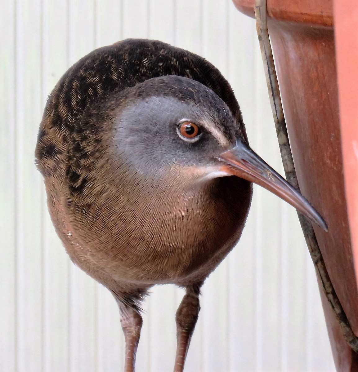 Virginia Rail - ML38385231