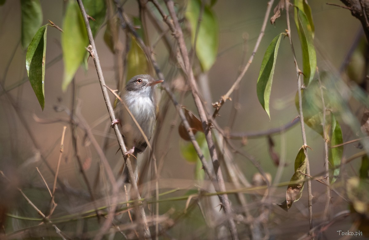 Pearly-vented Tody-Tyrant - ML383852311