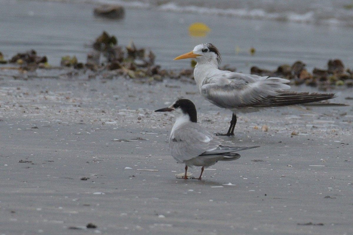 Common Tern - ML383852871