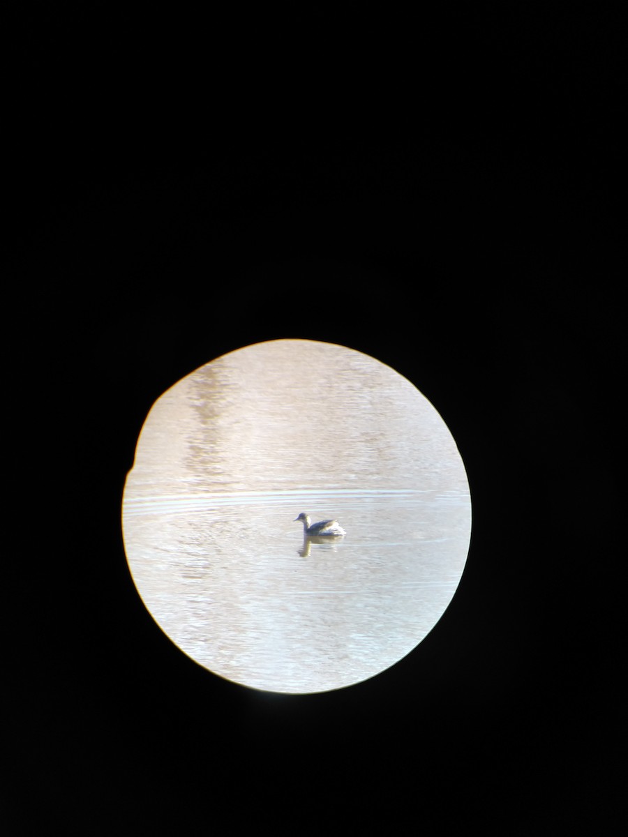 Eared Grebe - Nathan Anderson