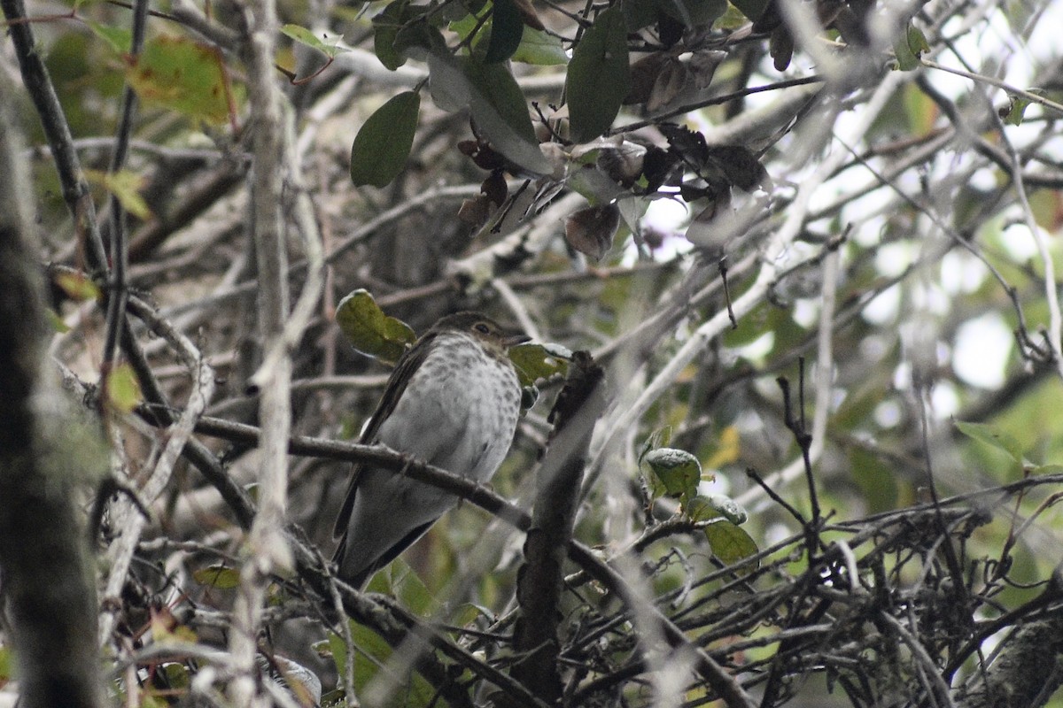 Swainson's Thrush - ML383853771