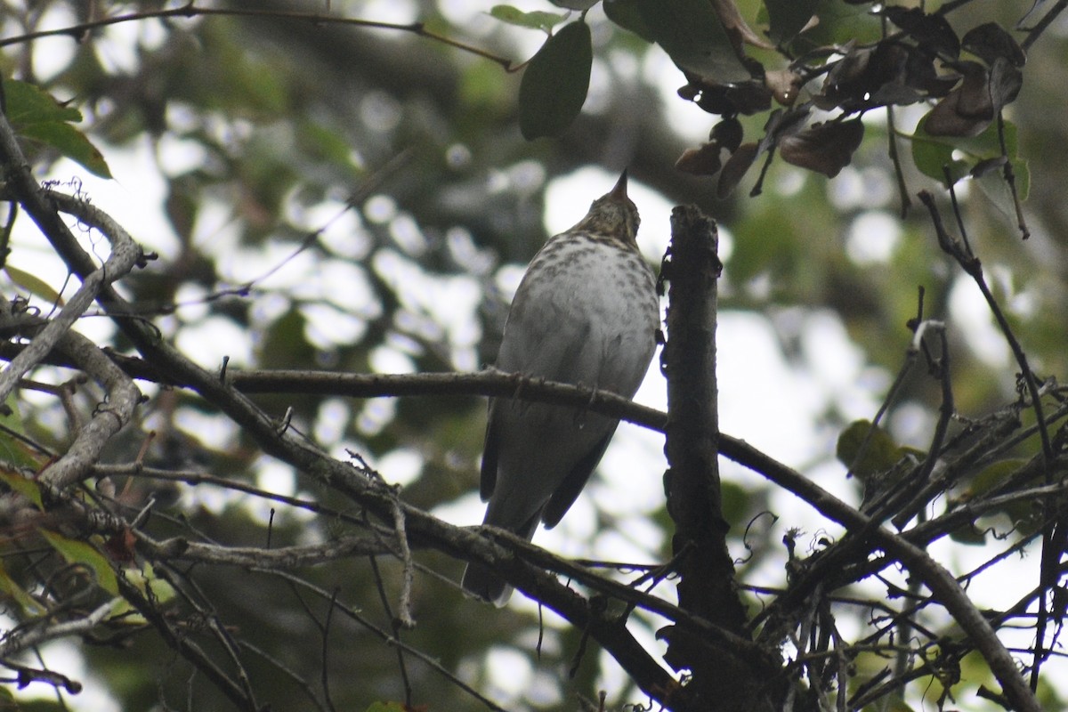 Swainson's Thrush - Alena Capek