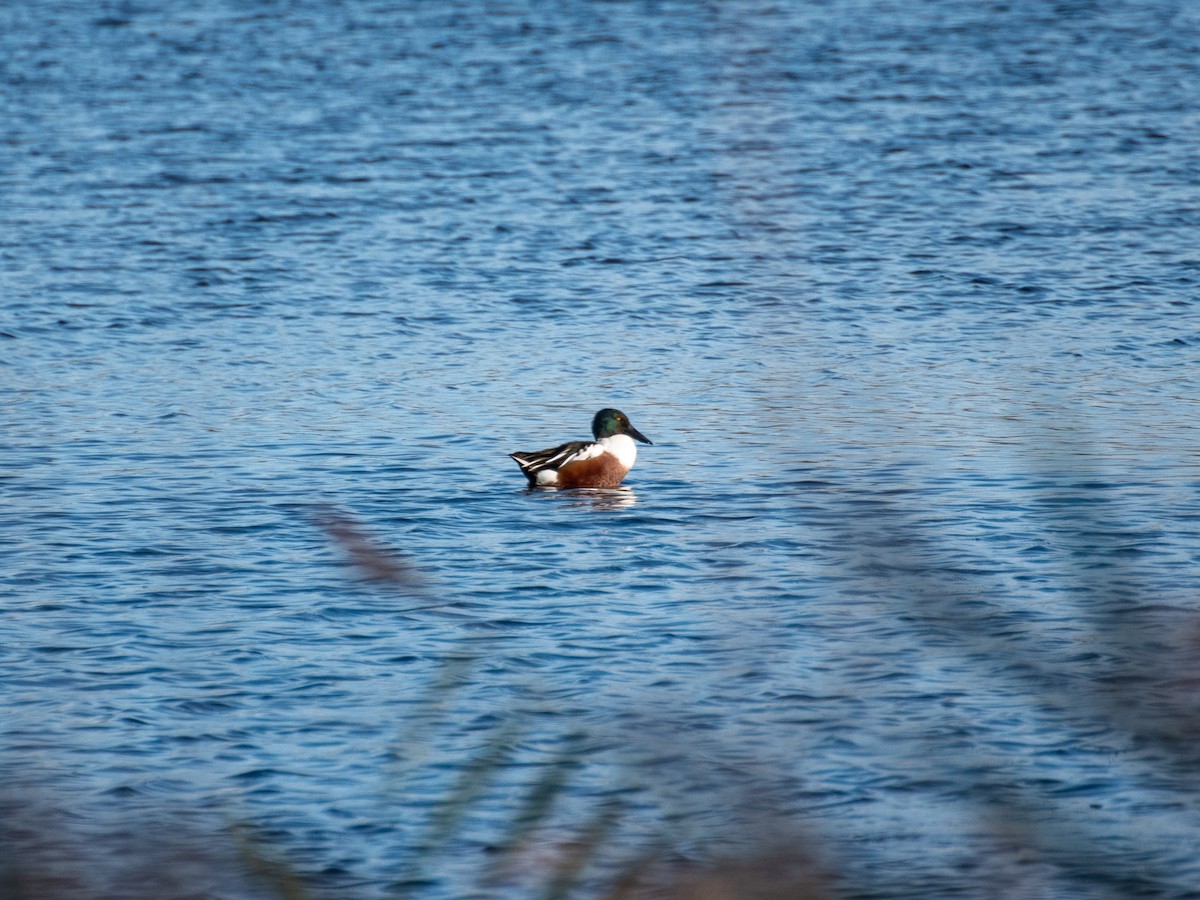 Northern Shoveler - ML383854131