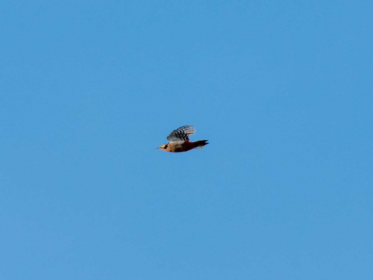 Great Spotted Woodpecker - ML383854611