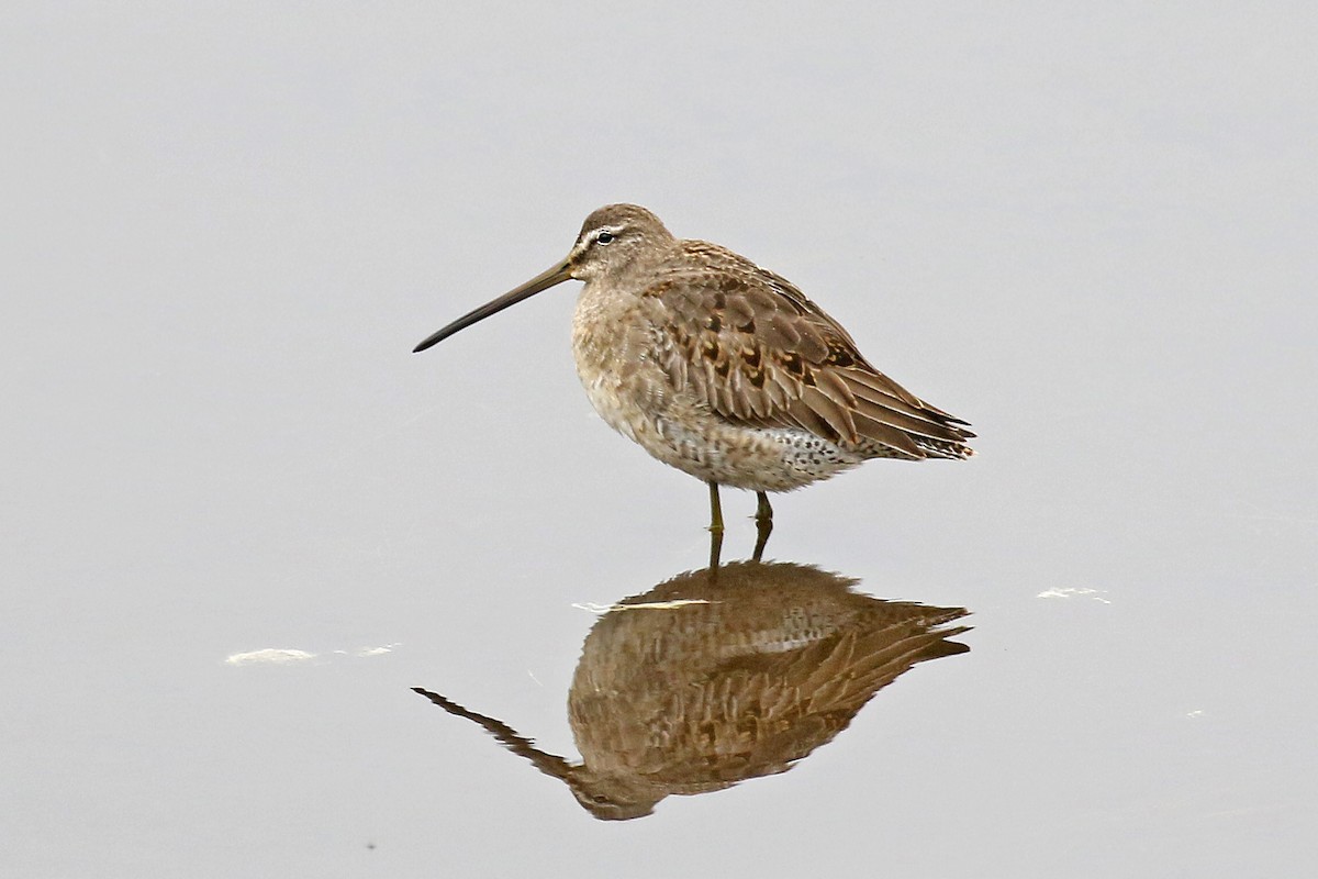 Long-billed Dowitcher - Dick Dionne