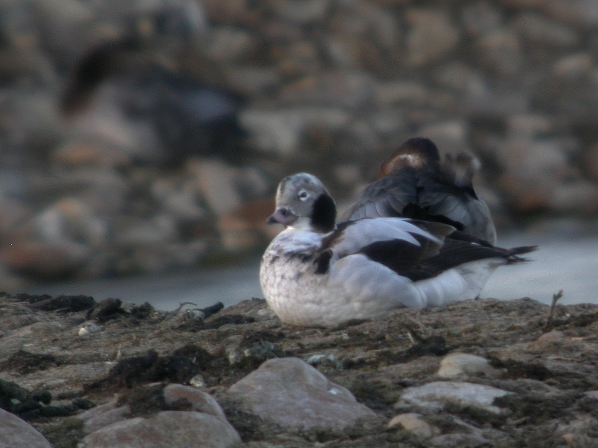 Long-tailed Duck - ML383856131