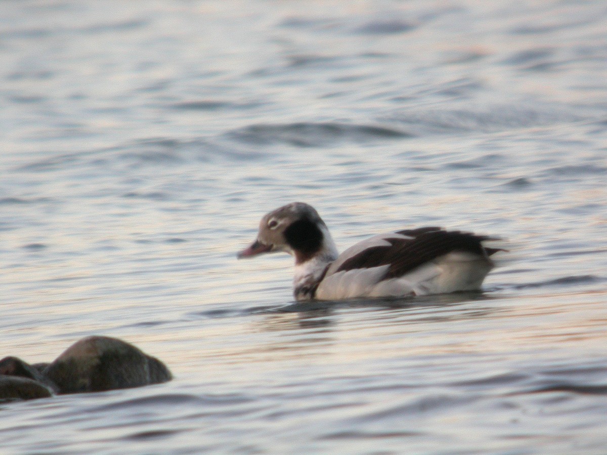 Long-tailed Duck - ML383856171