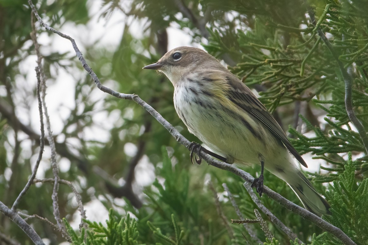 Yellow-rumped Warbler - ML383857071