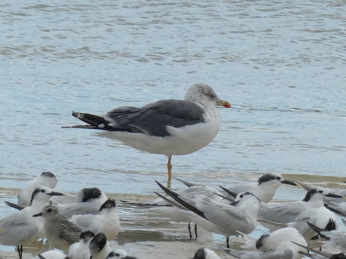 Lesser Black-backed Gull - Ron Smith