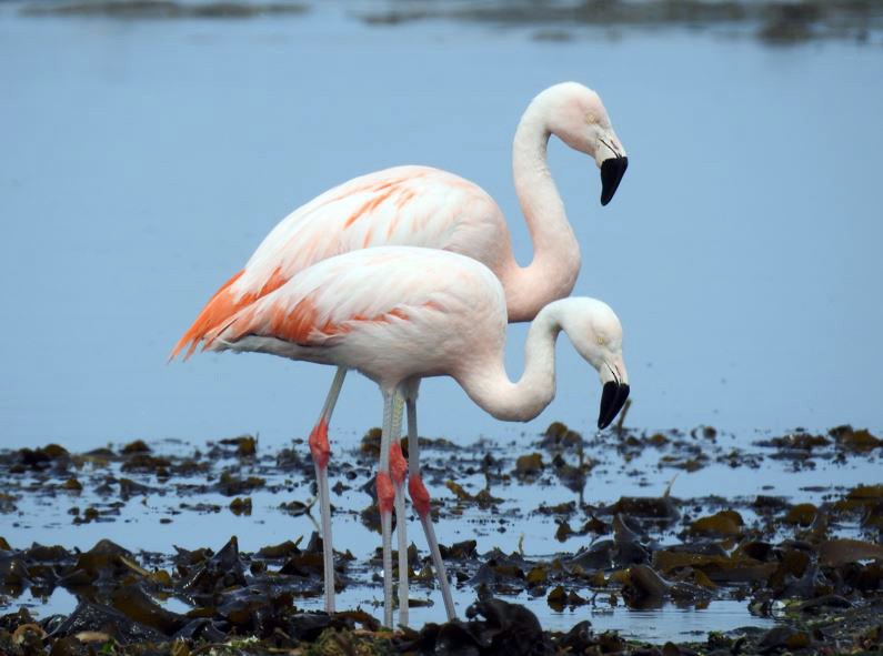 Chilean Flamingo - Marcio Kerbage