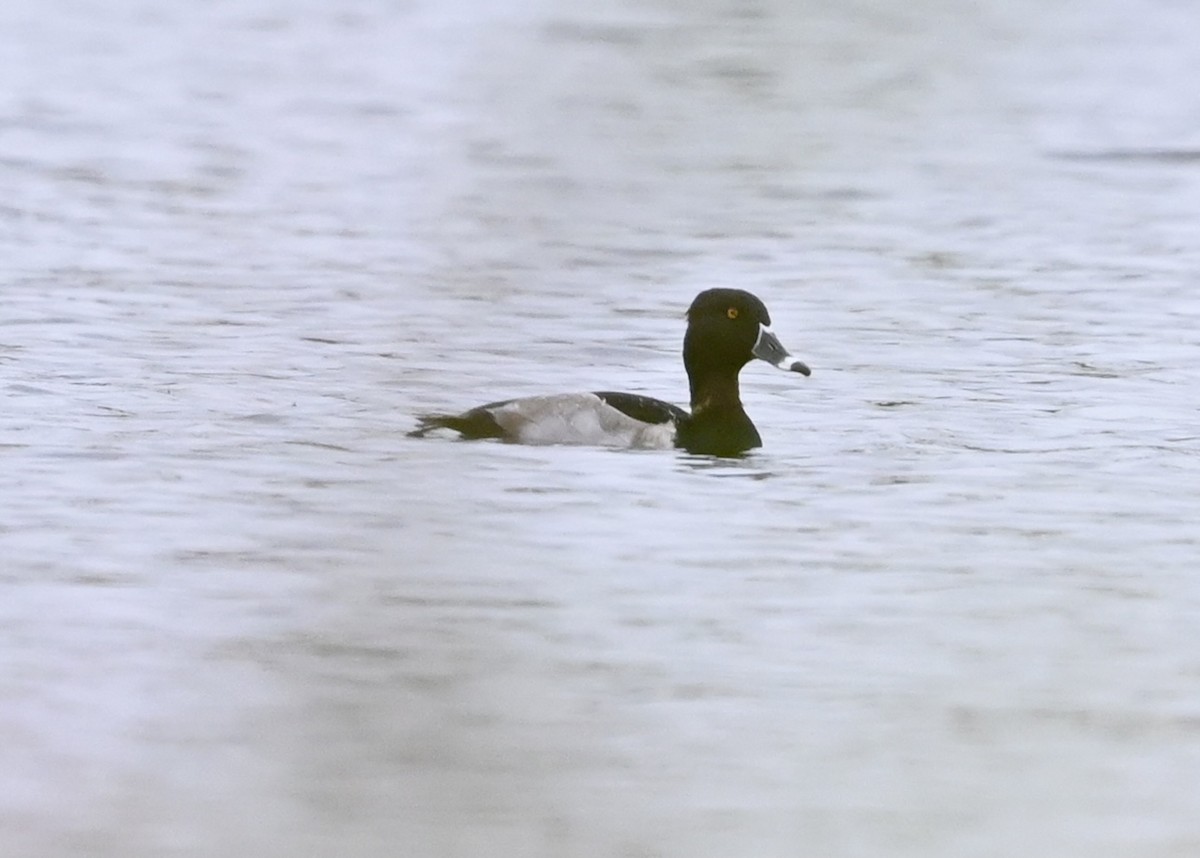 Ring-necked Duck - Joe Wujcik