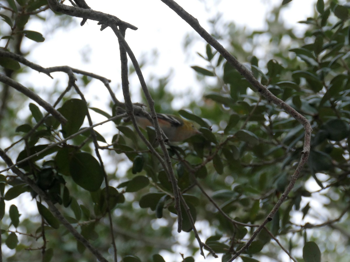 Bay-breasted Warbler - ML383858201