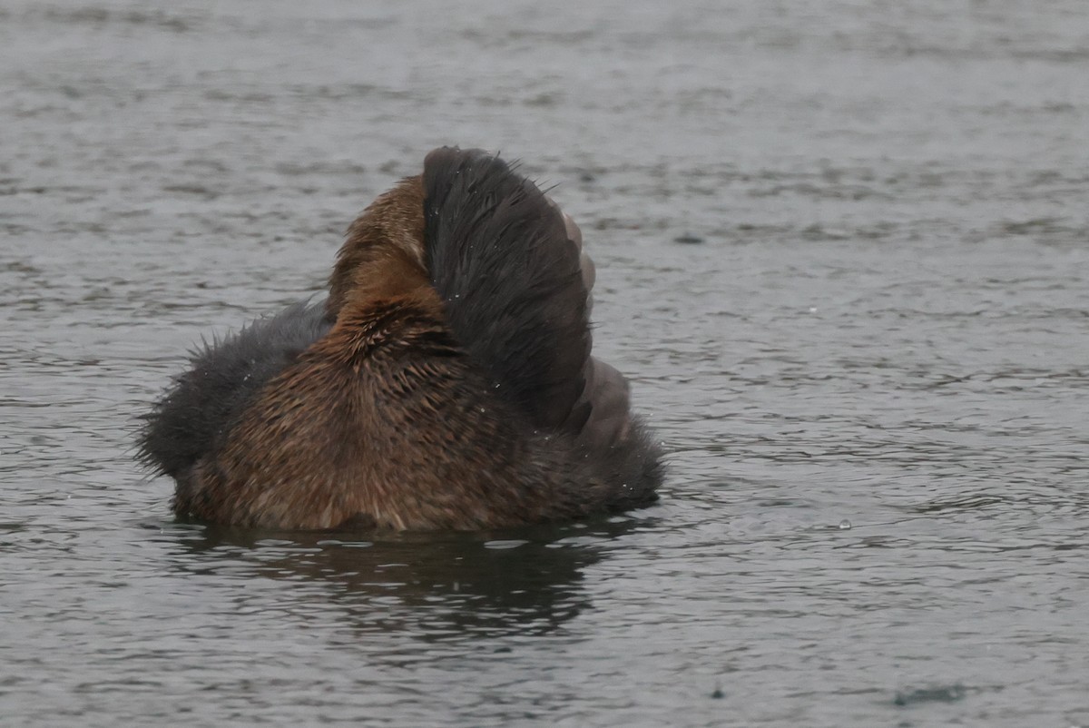 Pied-billed Grebe - ML383858271