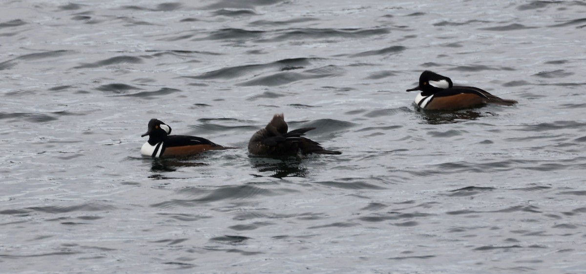 Hooded Merganser - ML383859291