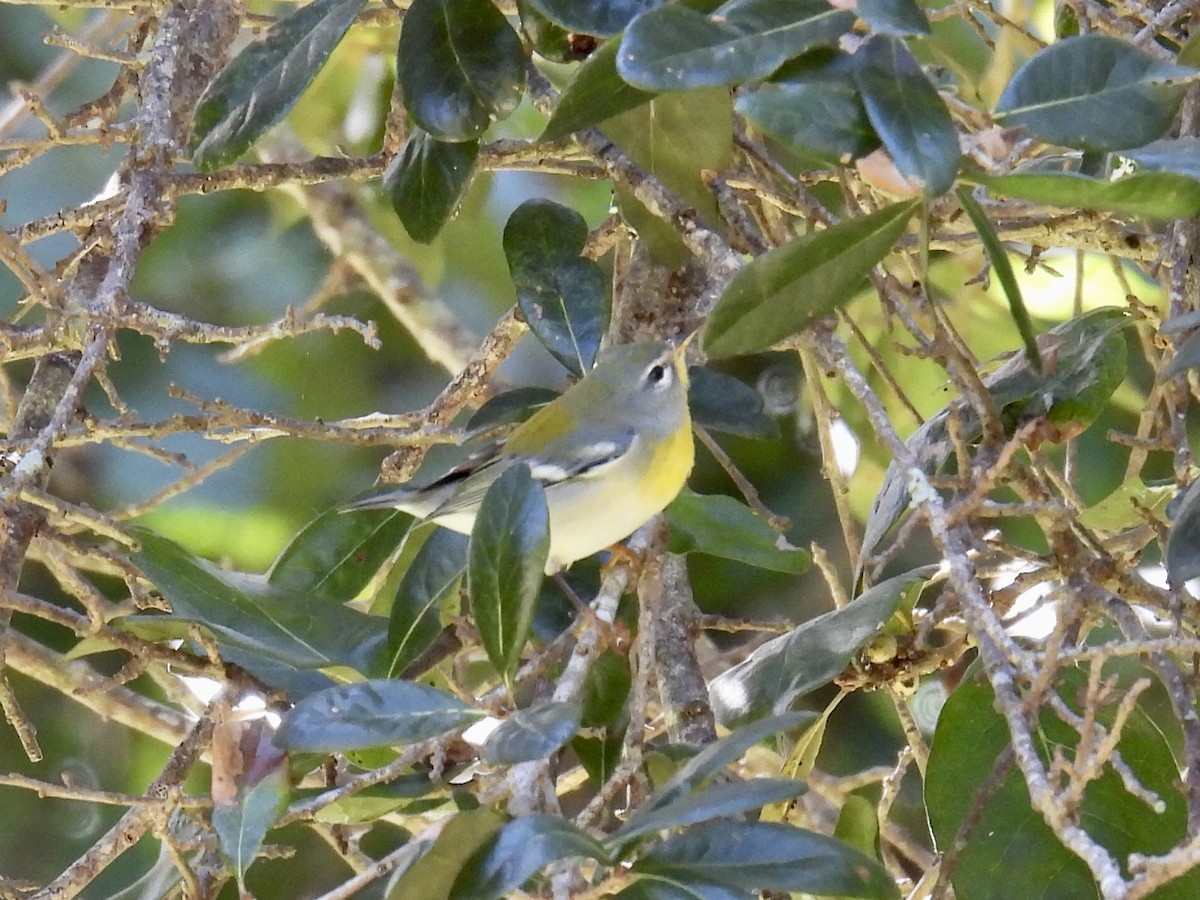 Northern Parula - ML383860631