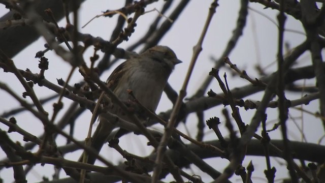 White-throated Sparrow - ML383860761