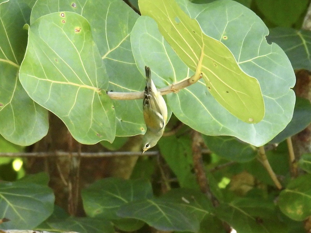 Northern Parula - ML383861001