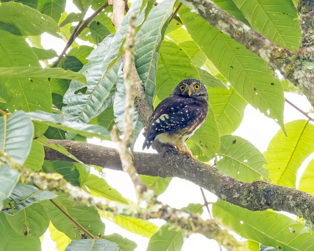 Ekvador Serçe Baykuşu - ML383862301