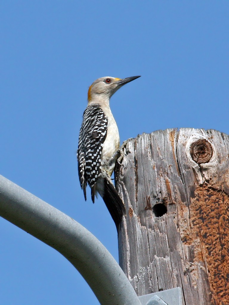 Golden-fronted Woodpecker - Dick Dionne