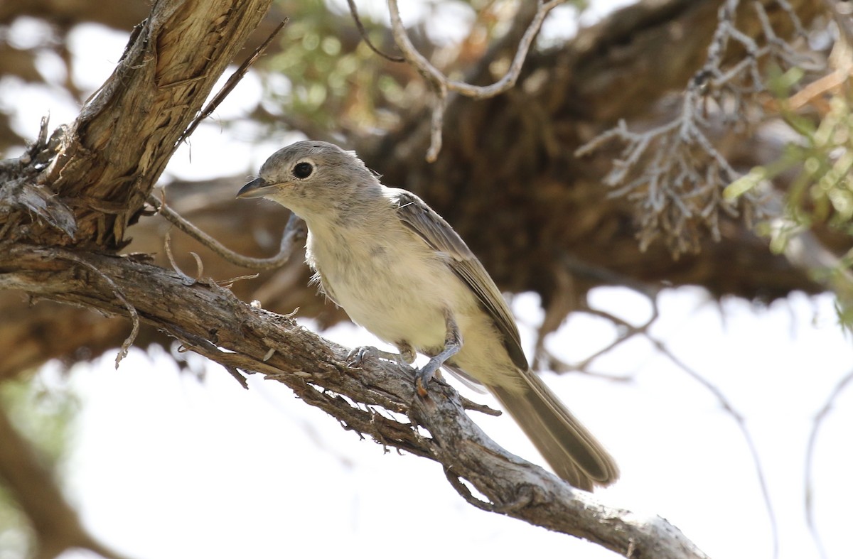 Gray Vireo - Mark Chavez