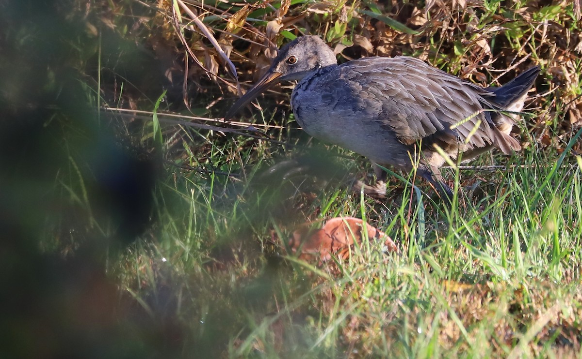 Clapper Rail (Atlantic Coast) - ML383862561