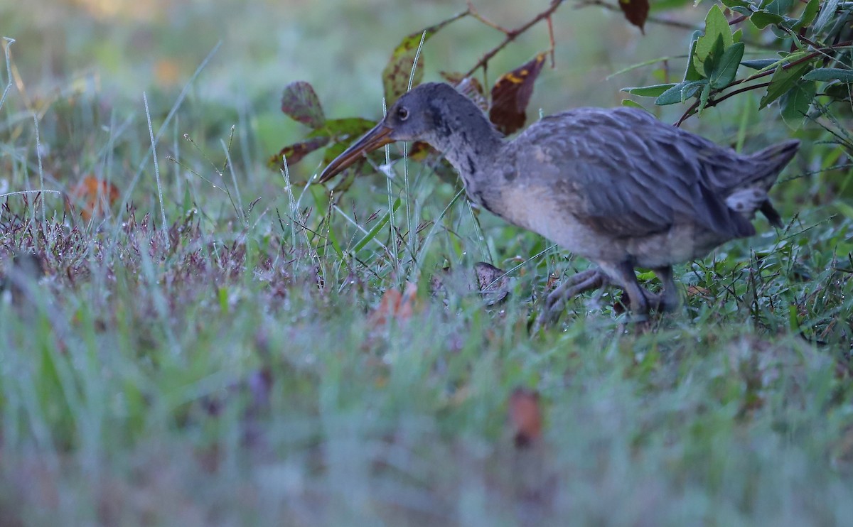 Clapper Rail (Atlantic Coast) - ML383862821