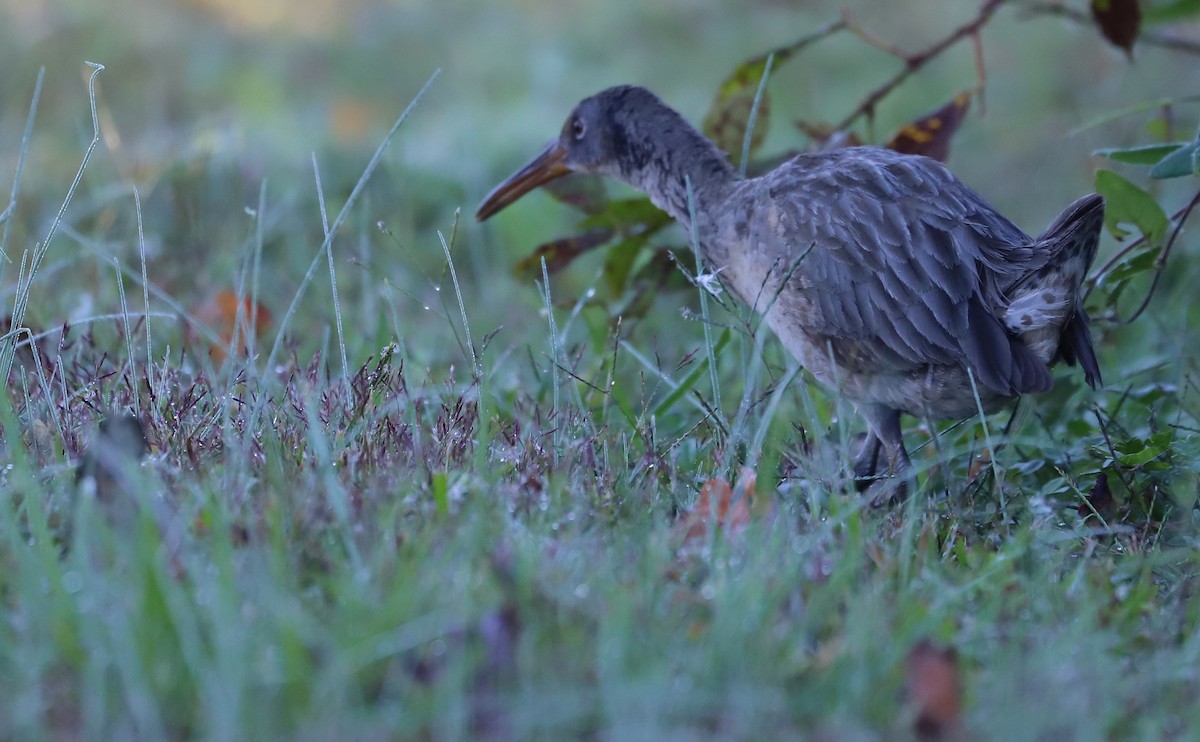 Clapper Rail (Atlantic Coast) - ML383862891