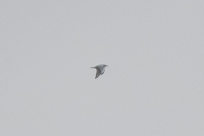 Bonaparte's Gull - ML383864781