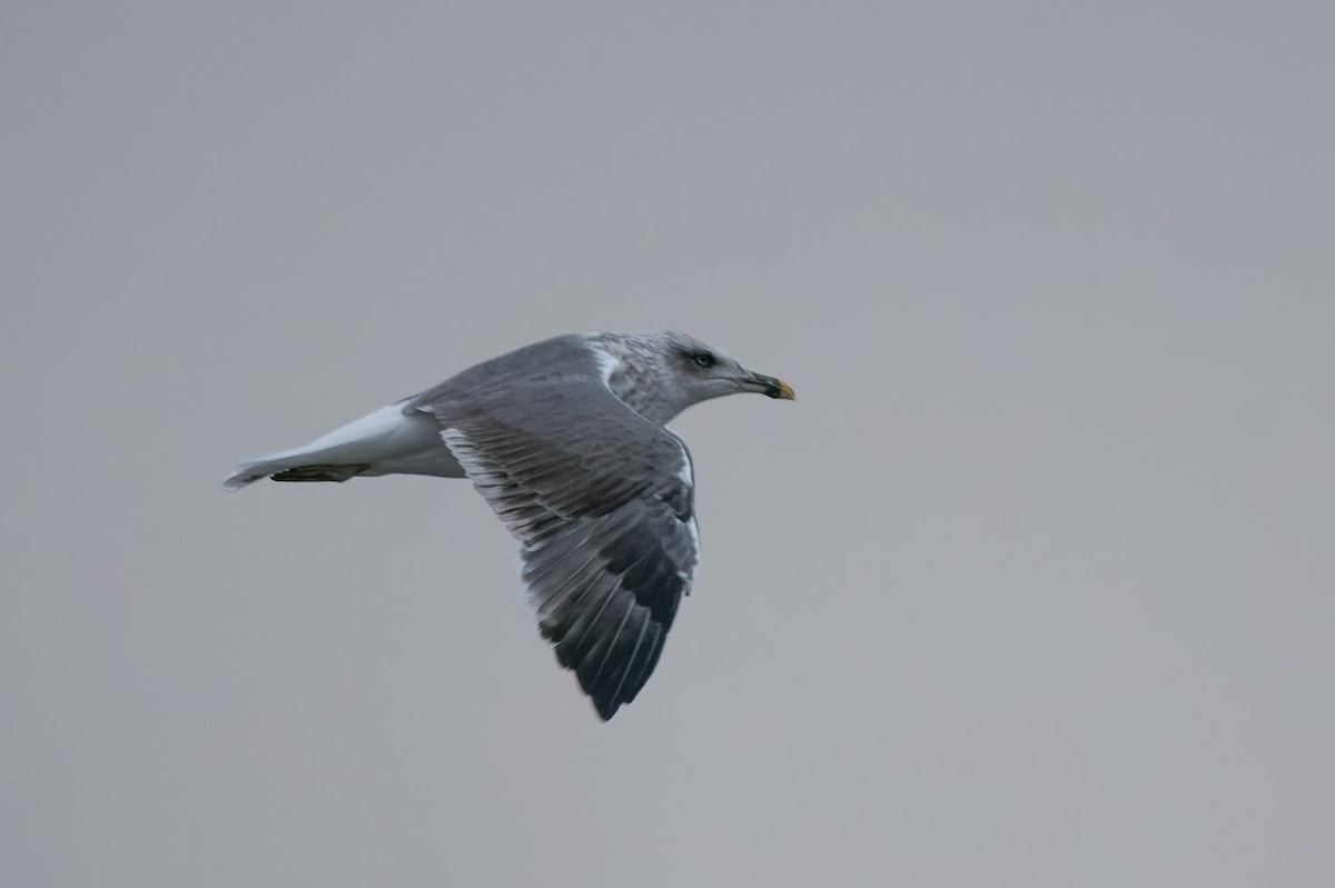 Lesser Black-backed Gull - ML383864961