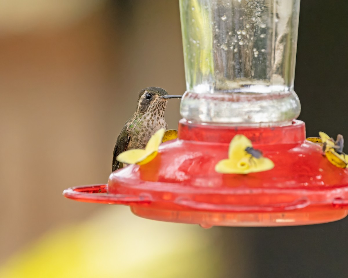 Speckled Hummingbird - Mark & Teri McClelland