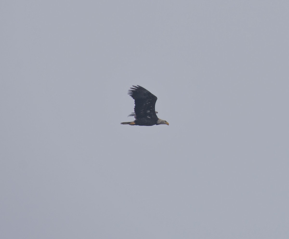 Bald Eagle - ML383866741