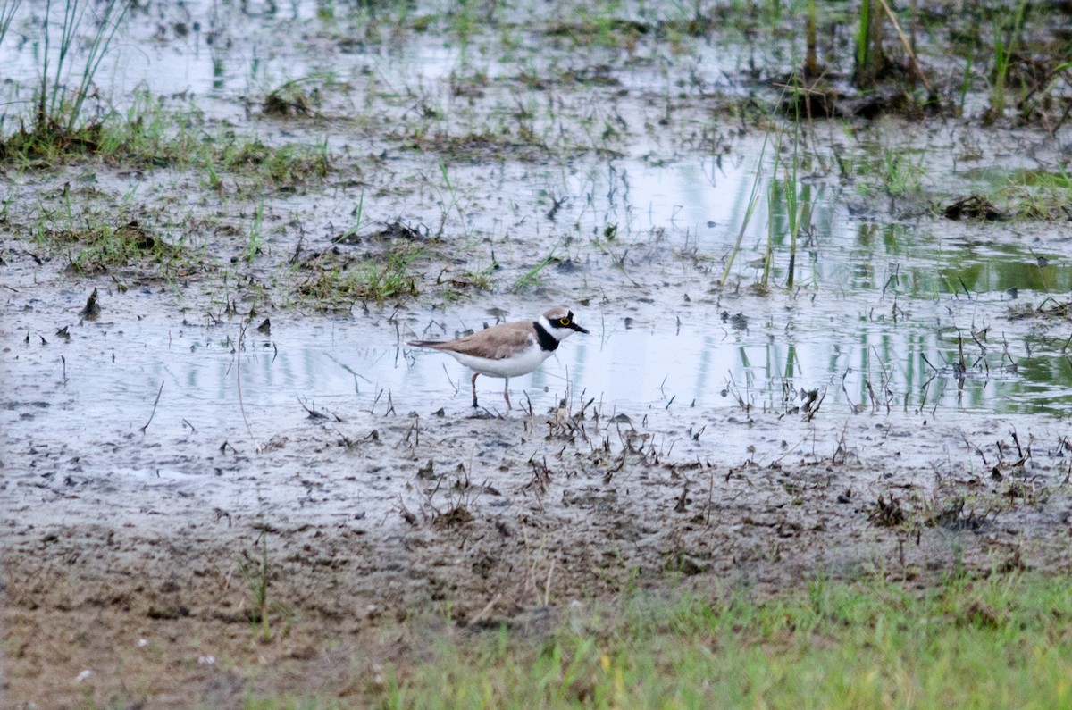 Little Ringed Plover (curonicus) - ML383866931