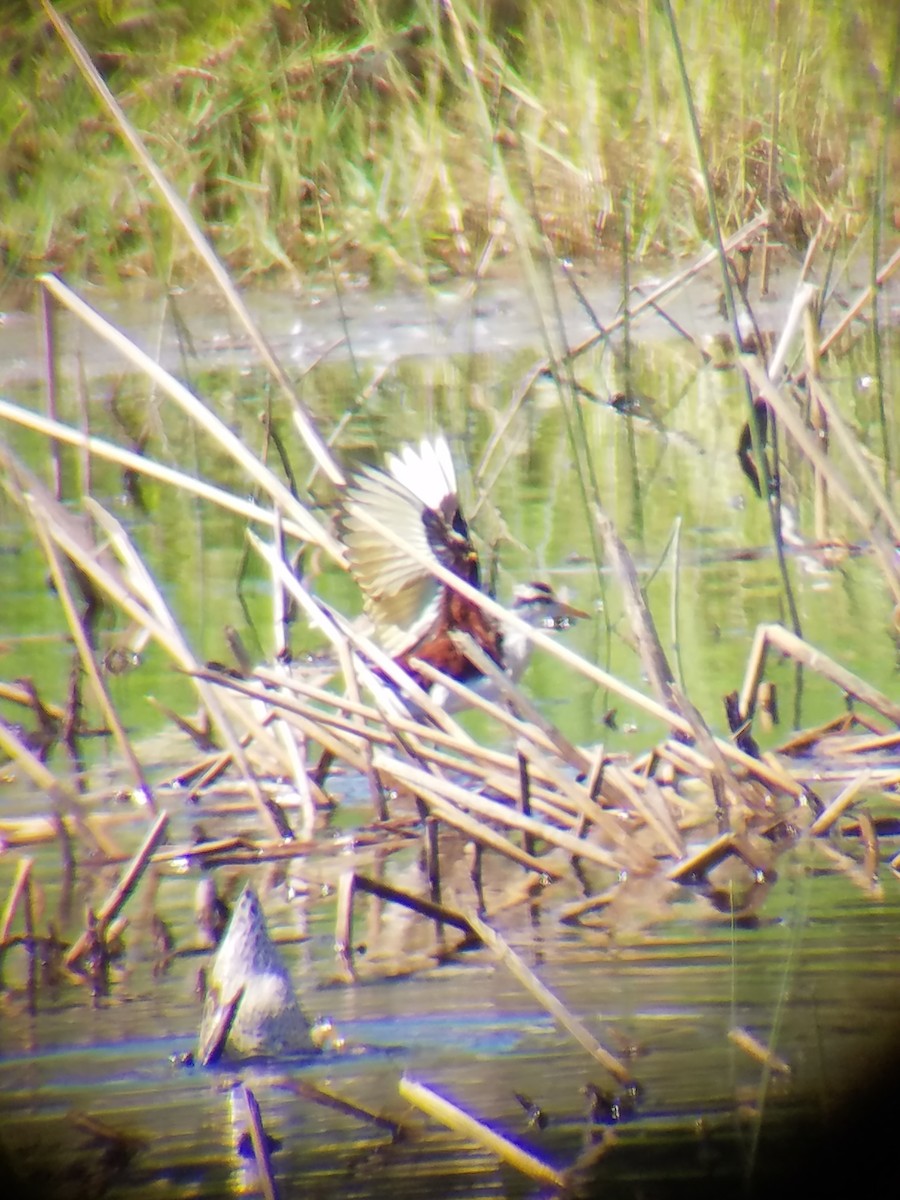 Northern Jacana - ML38386781