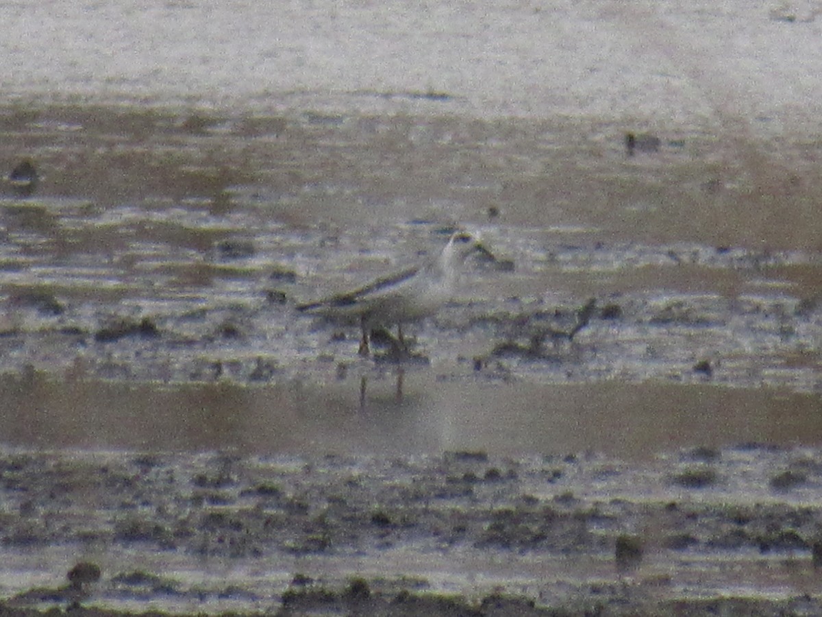 Phalarope à bec large - ML383870081