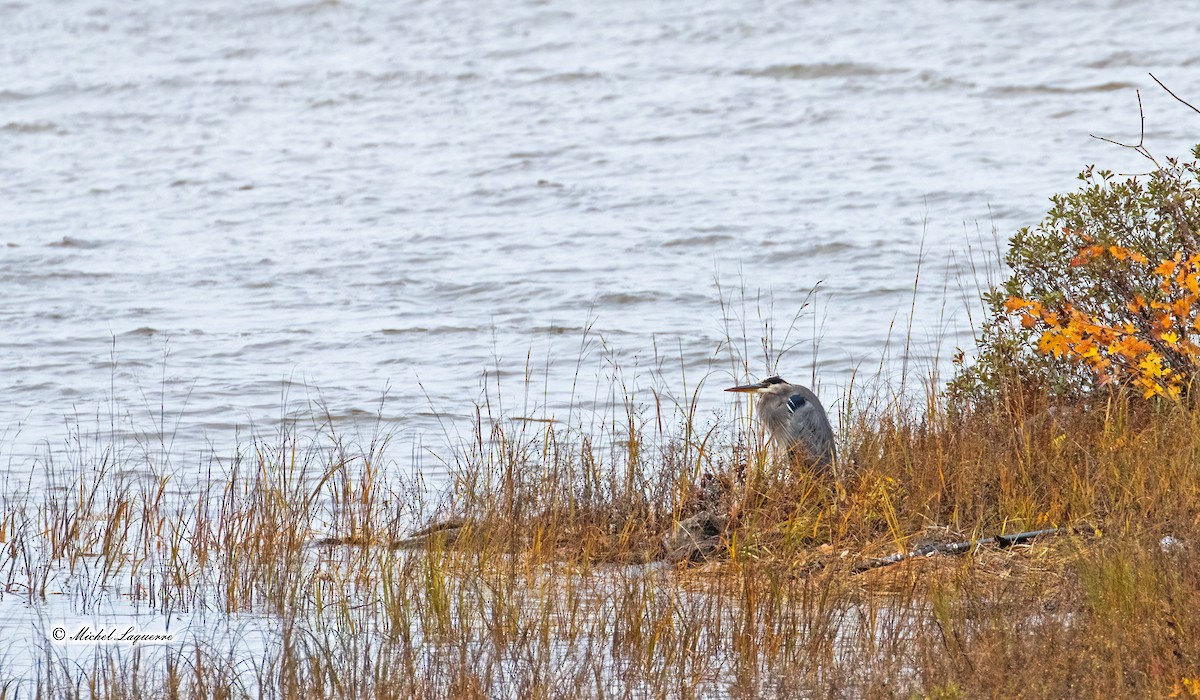 Great Blue Heron - ML383870241