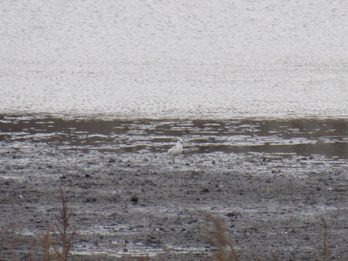 Red Phalarope - ML383870251