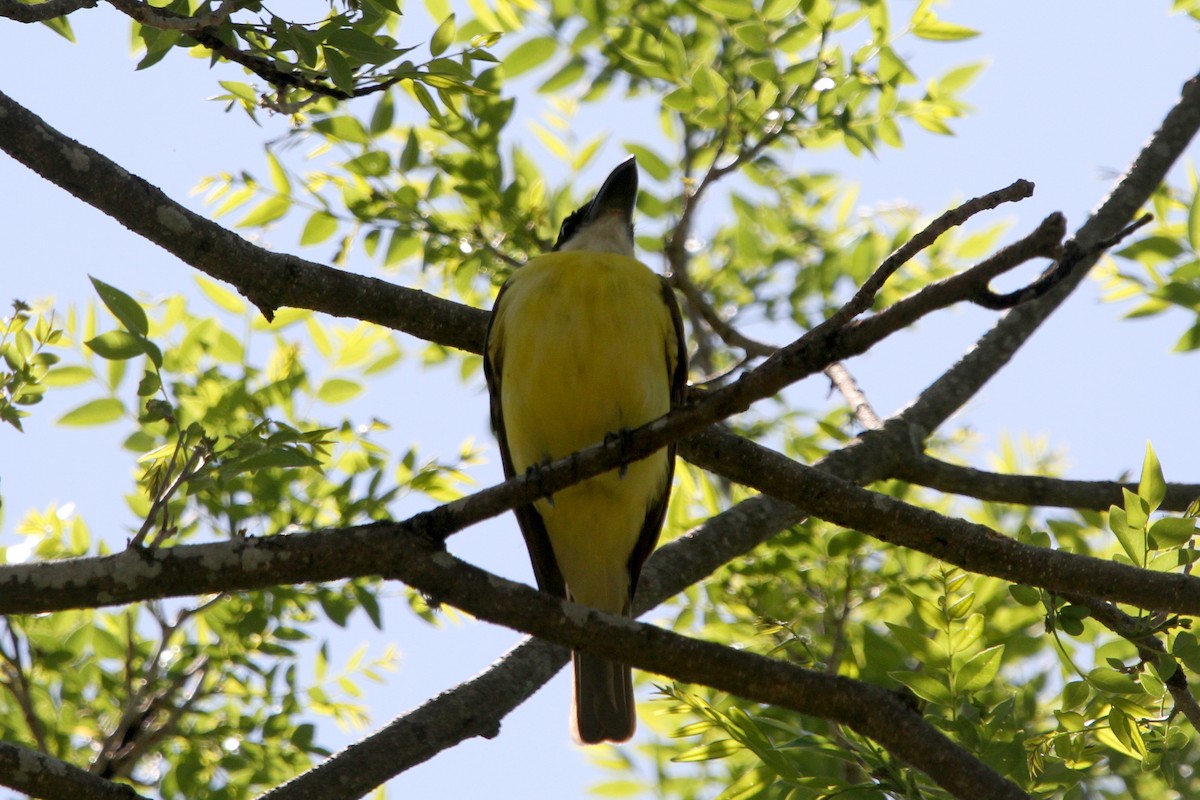 Boat-billed Flycatcher - ML383875991