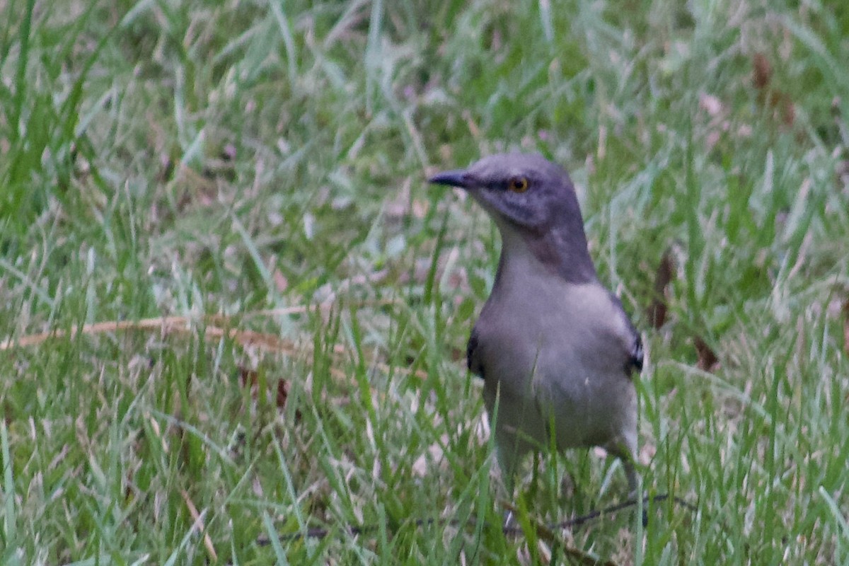 Northern Mockingbird - ML383876951