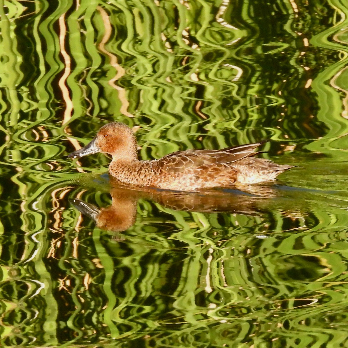 Cinnamon Teal - Martha Wild