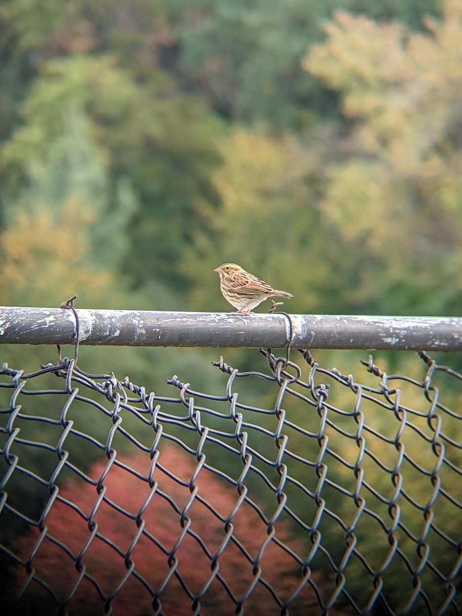 Savannah Sparrow - ML383877081