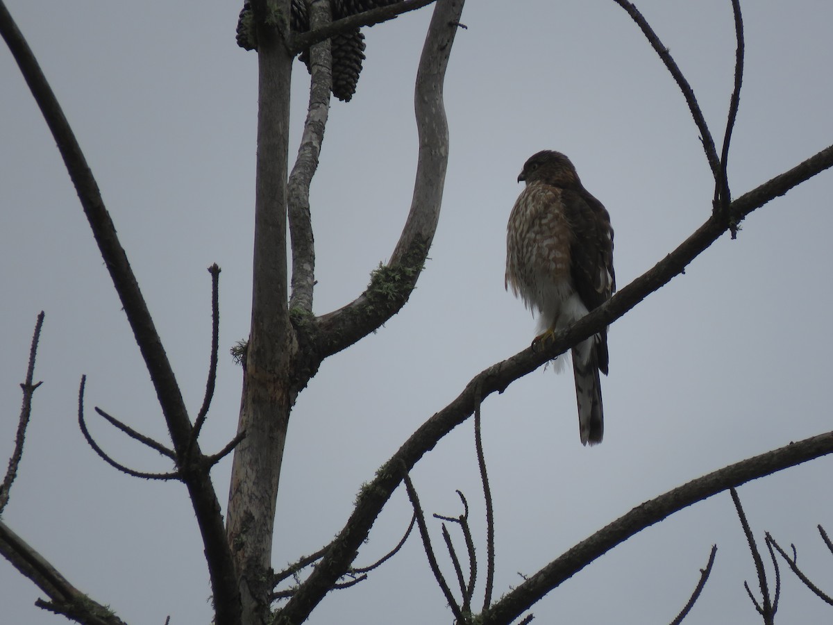 Sharp-shinned Hawk - Jeff Miller