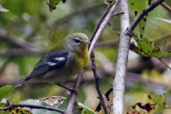 Northern Parula - ML383877481