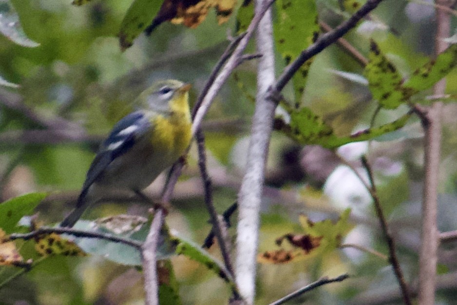 Northern Parula - ML383877491