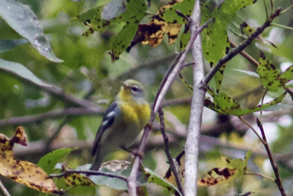 Northern Parula - ML383877501