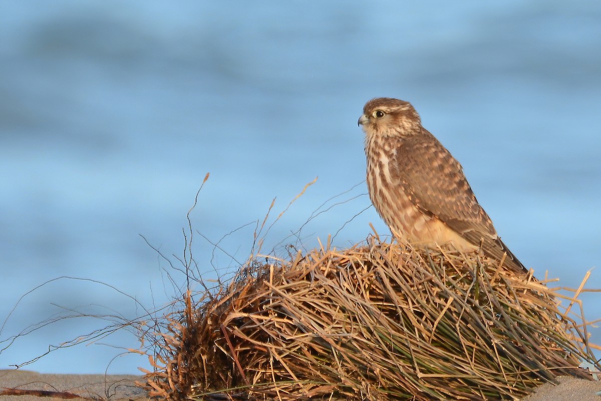 Merlin - Ergün Cengiz