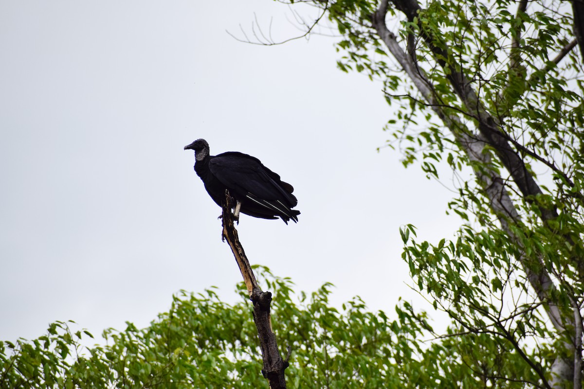 Black Vulture - ML383879571